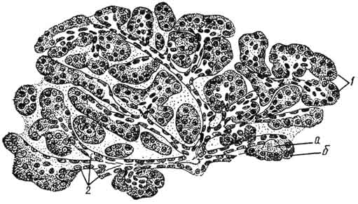 Гистологический рисунок поджелудочной железы